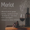 Maitre de Vin® Wine Dispenser